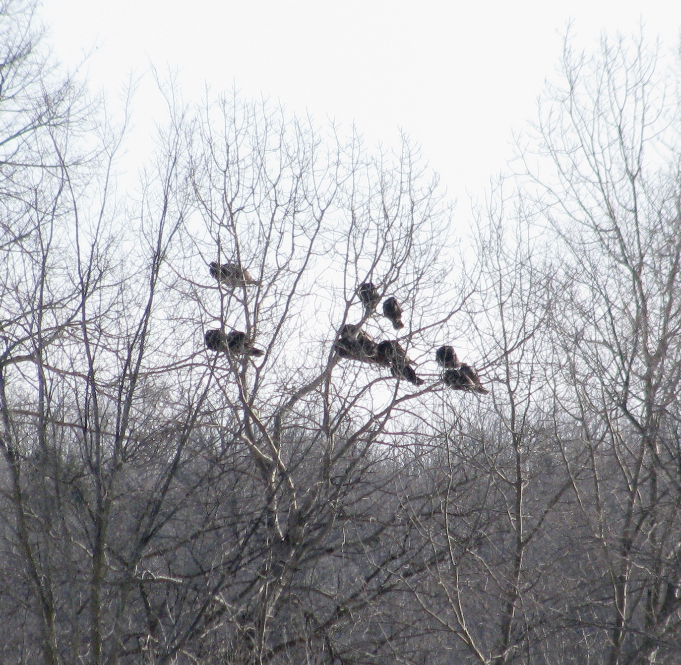 the-turkey-roost-bird-canada