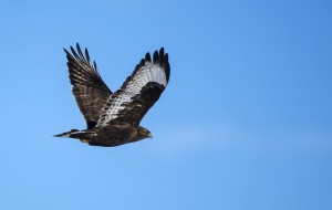 A Fond Farewell To Alberta S Winter Birds Bird Canada