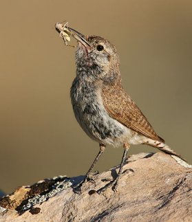 My expensive little rock wren, courtesy of Wiki