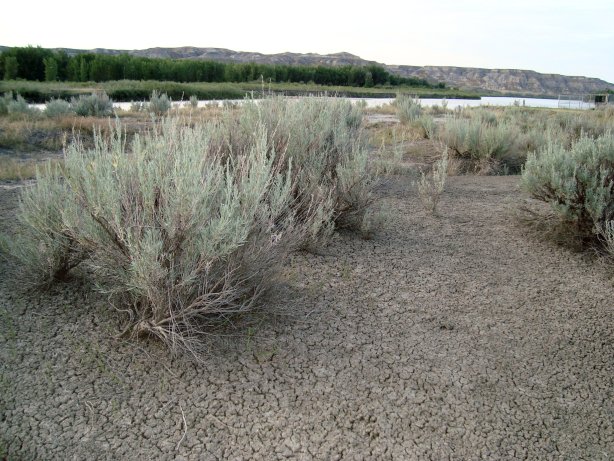 Sage growing near the river in dry, cracked soil