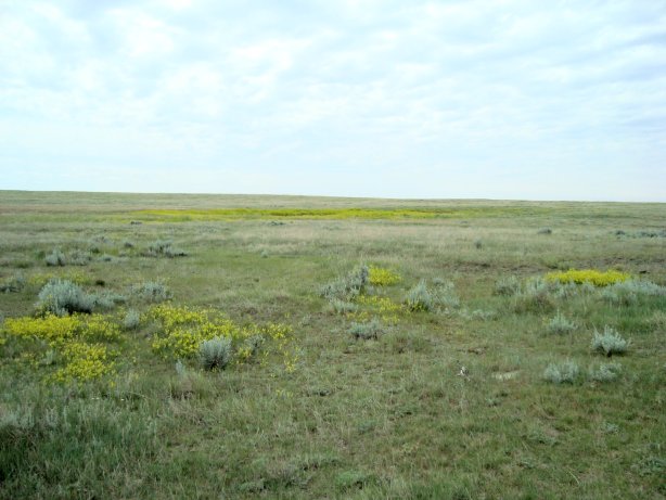 Short-grass prairie