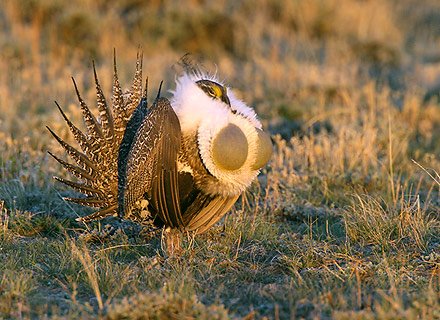 Male sage grouse displaying from Ecojustice.com