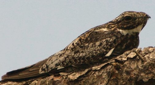 Common Nighthawk (Chordeiles minor) is Threatened in Canada