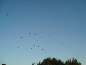 Crow wave trees