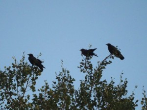 Crows perching