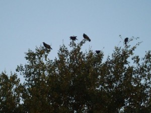 Crows perching2