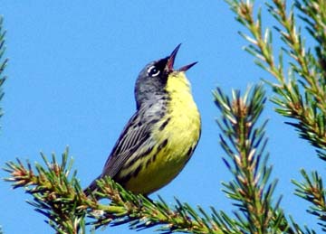 Kirtland's Warblers have the most limited breeding range of any North American bird