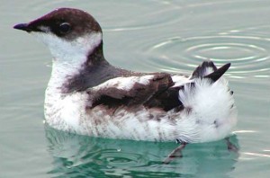 Marbled Murrelets are the only members of the Auk Family to nest in trees.