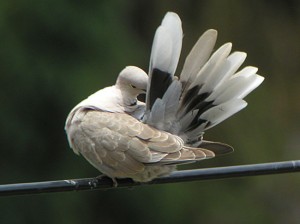 Eurasian Collared Dove preening. Cornell.edu