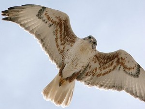 Ferruginous Hawk Buteo regalis is listed as Threatened in Canada. Photo by Steve Metz