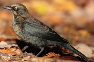 Male rusty blackbird in breeding plumage. Listed as Special Concern in Canada.