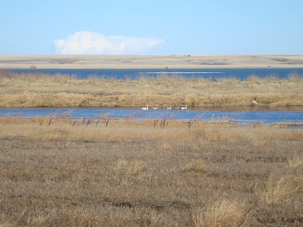 Family of tundra swans with snow geese in background