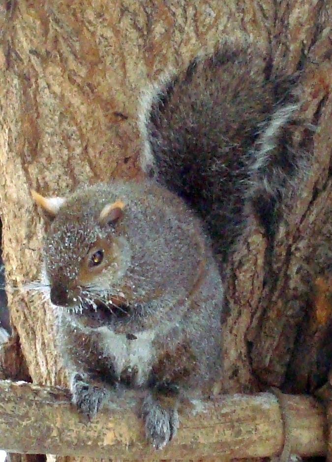 dec09 frosty squirrel