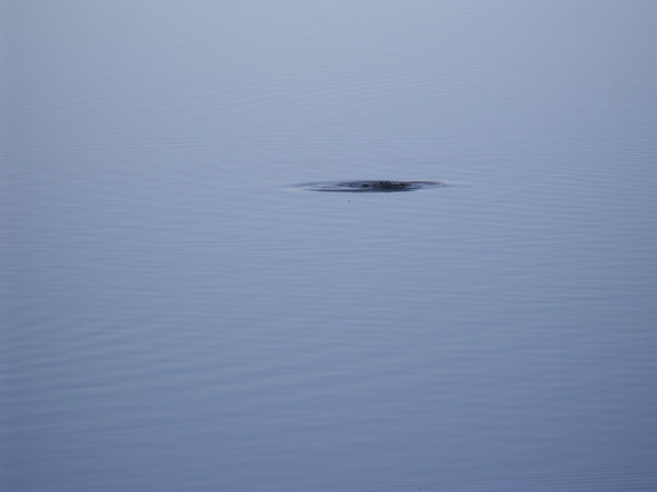This is a Ruddy Duck ripple
