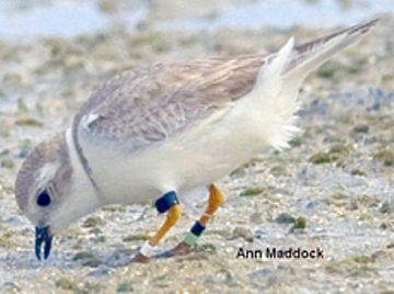 piping plover by Ann Maddock