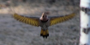 Northern Yellow-Shafted Flicker in flight