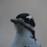 Downy woodpecker up close and personal