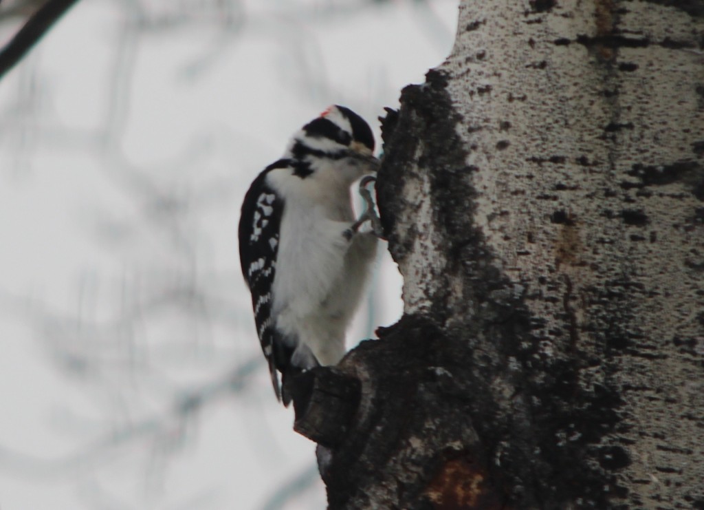 downy woodpecker hanging on