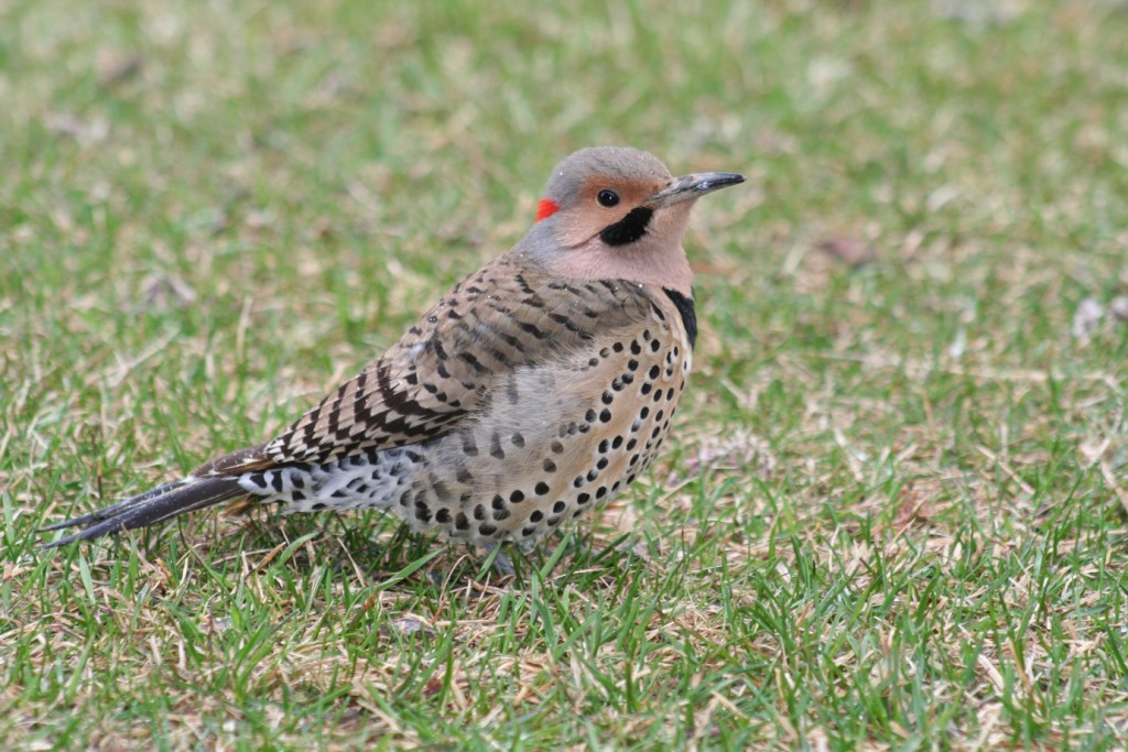 Northern Yellow-Shafted Flicker