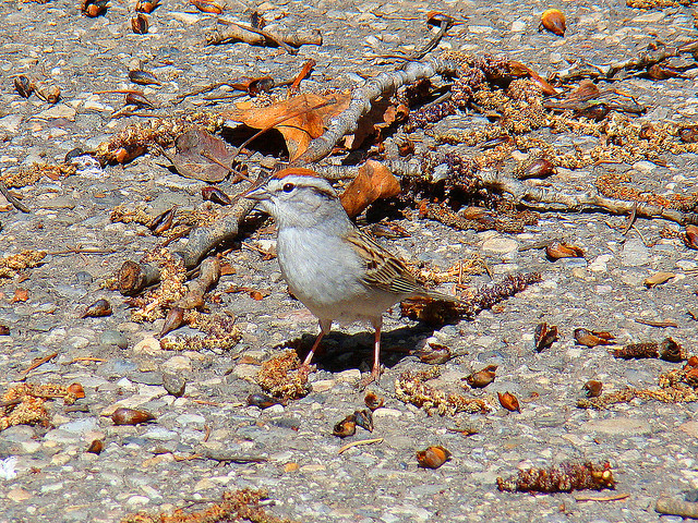 Chipping Sparrow, Fish Creek Provincial Park - Calgary, AB