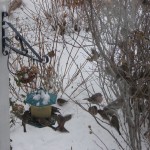 Mostly House Fiunches, Juncos and House Sparrows