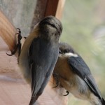 Red Breated Nuthatches