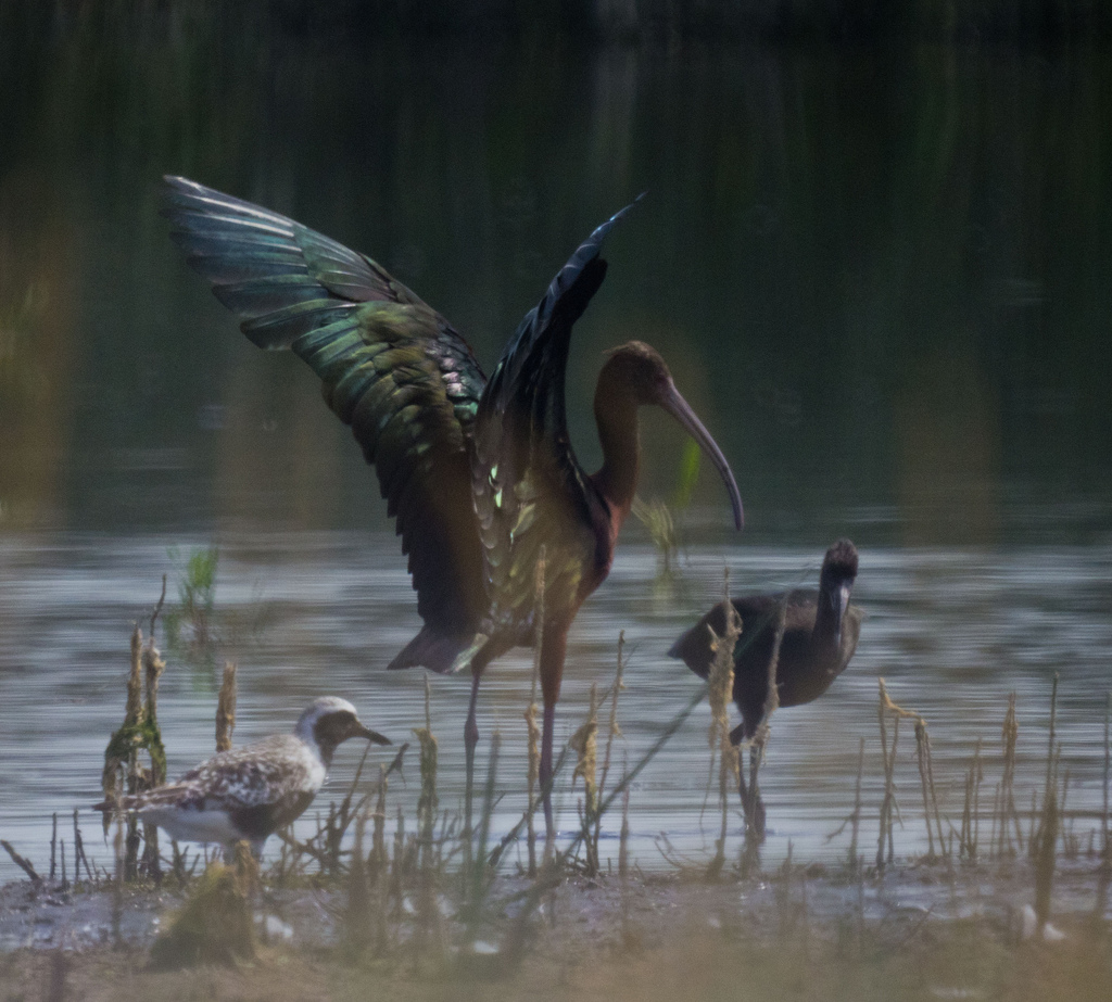 Adult and immature White-faced Ibis - Frank Lake, AB