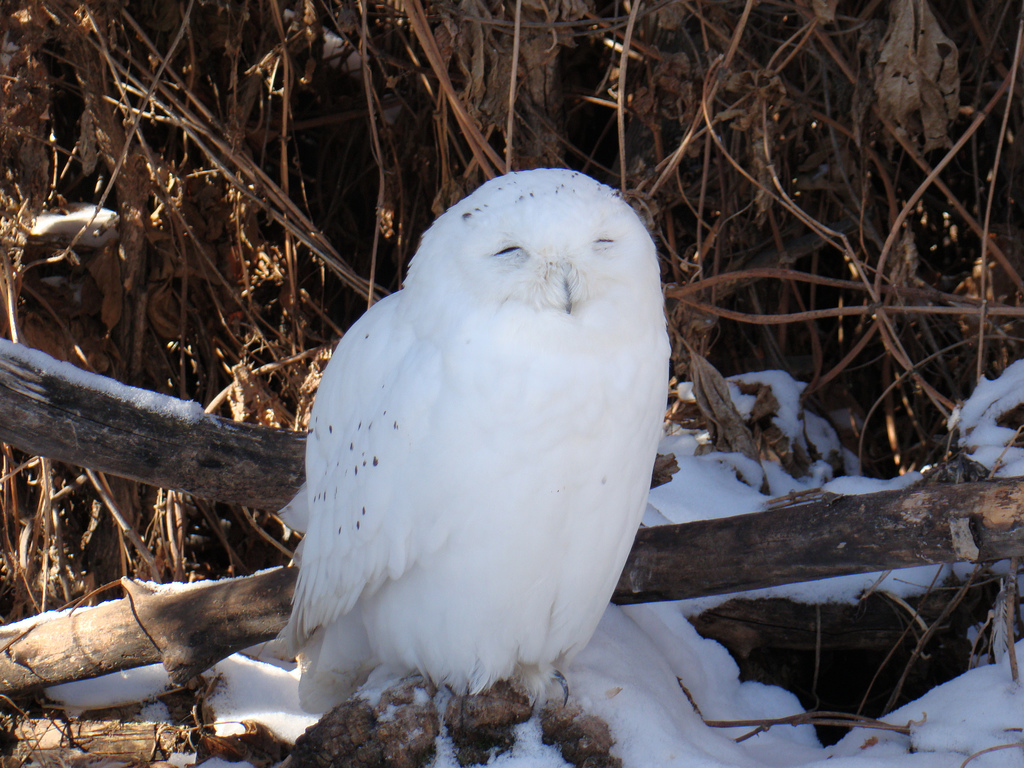 Snowy Owl - Calgary Zoo