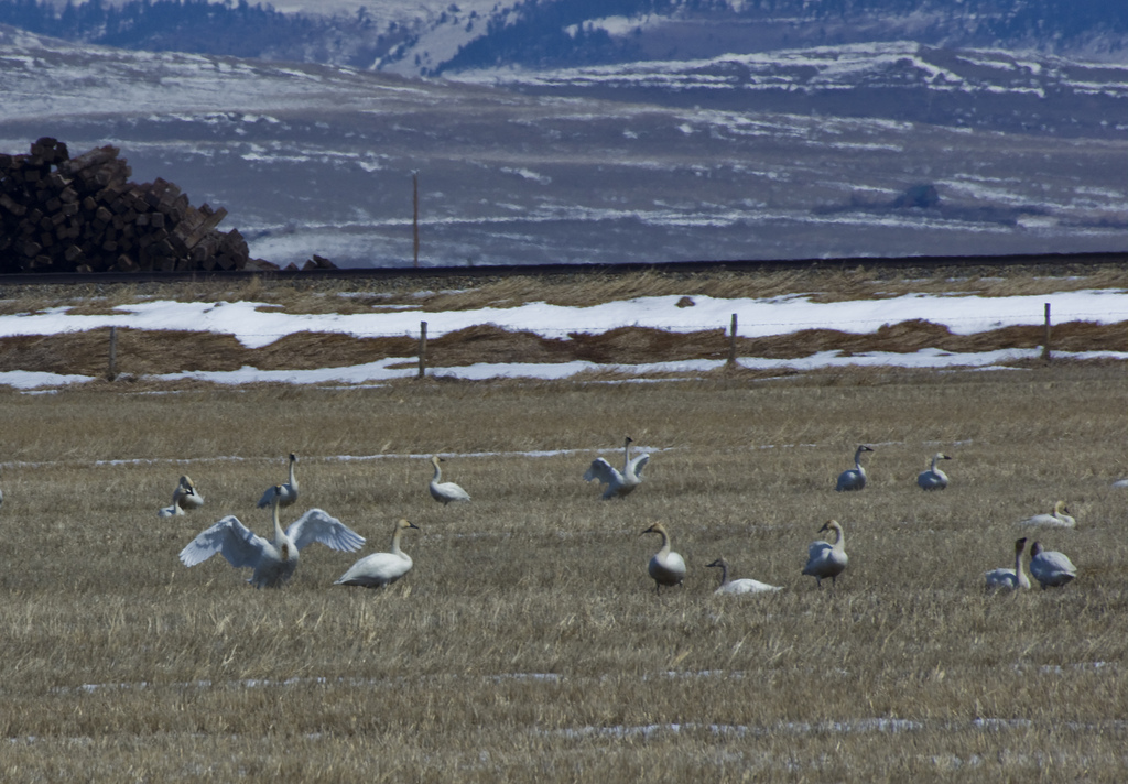 Tundra and Trumpeter Swans - Pincher Creek, AB