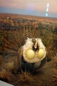 Probably the single most impressive specimen - Greater Sage-Grouse.  Yes, it's beautiful, yes, they're endangered, yes, you can do something about it - click on the image!