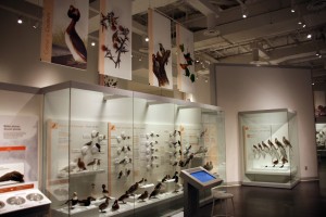 One last look at the bird gallery!