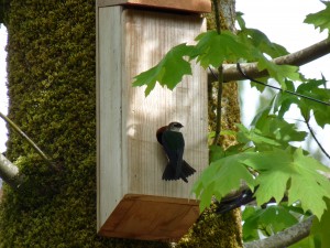 Violet-green swallow checking out our nest box