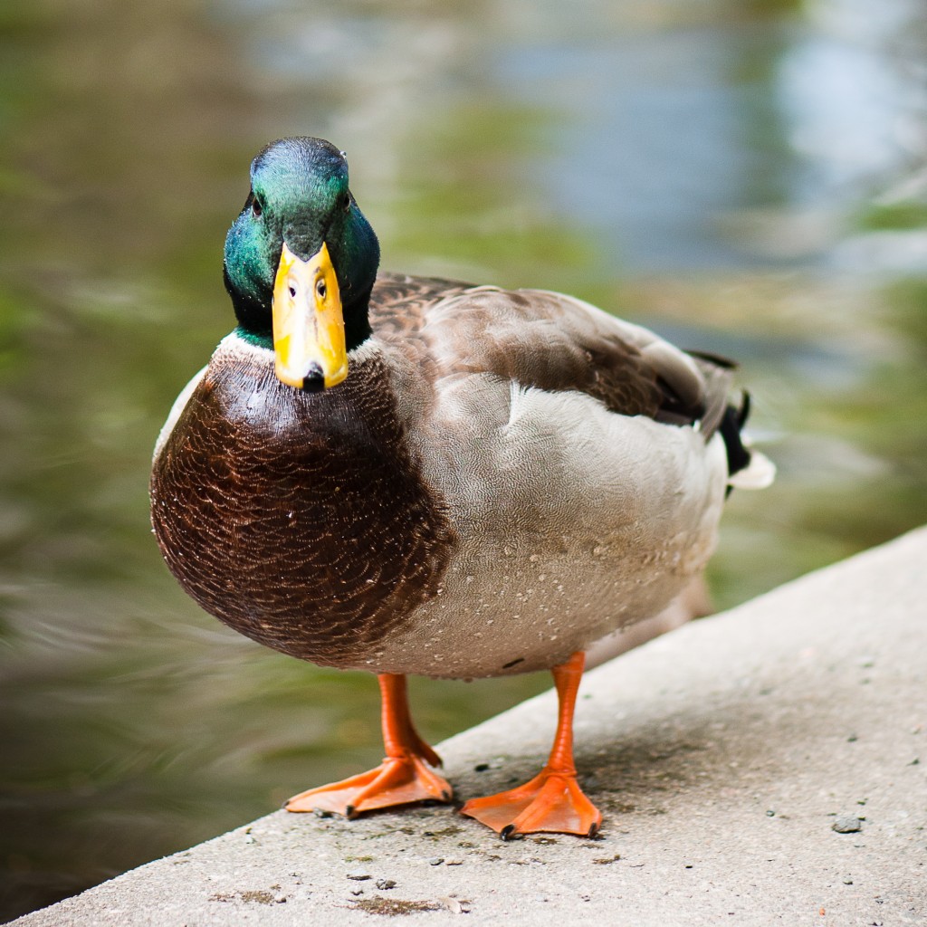 The Avian Ritz - Bird Canada