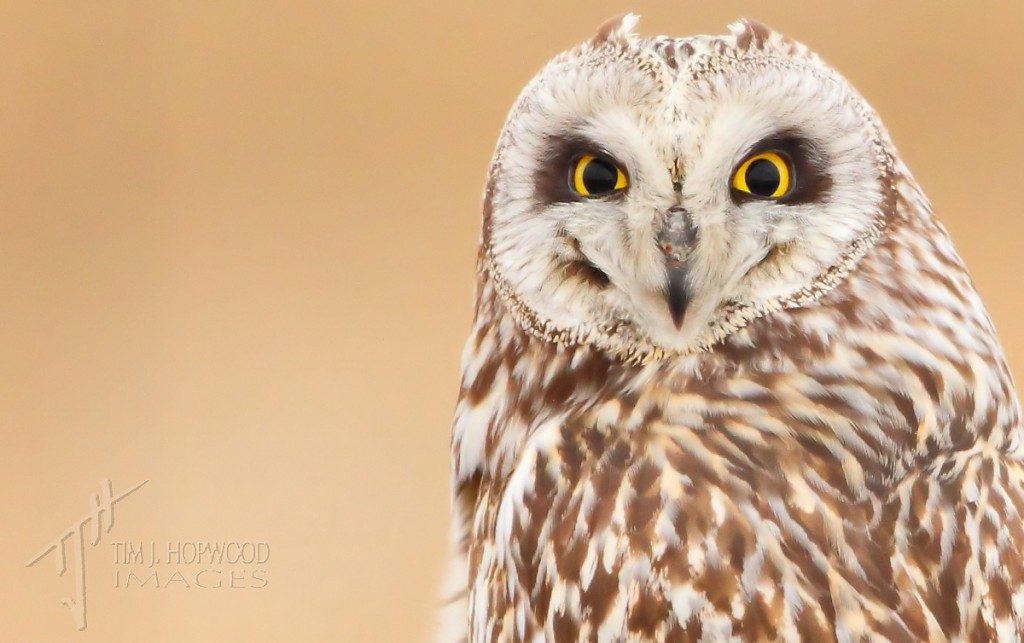 Short-eared Owl - portrait