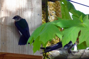 Violet-green Swallows check out nestcam box 