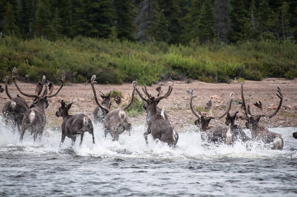 George River caribou herd by Valerie Courtois