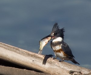 Belted_Kingfisher_with_prey. Creative Commons license.