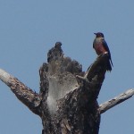 Active Nestsite-Lewis Woodpecker