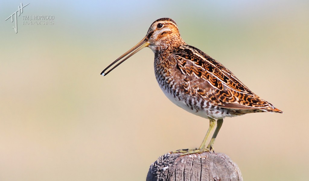 Wilson's Snipe - these guys are very common locally and just love fence posts as a perch.
