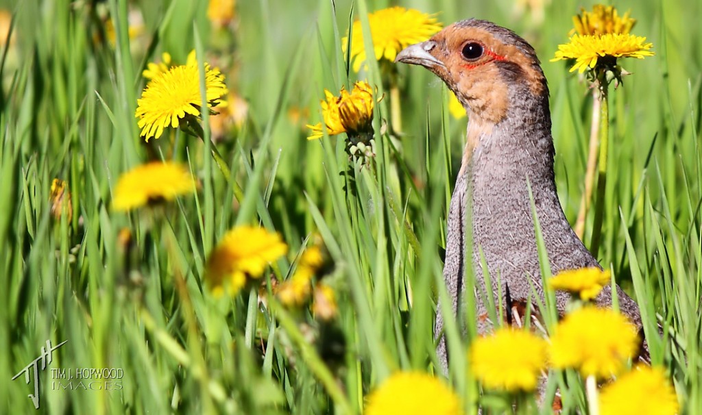Gray Partridge - this guy's choice of hiding spot amongst the dandelions made for a very pleasing image.
