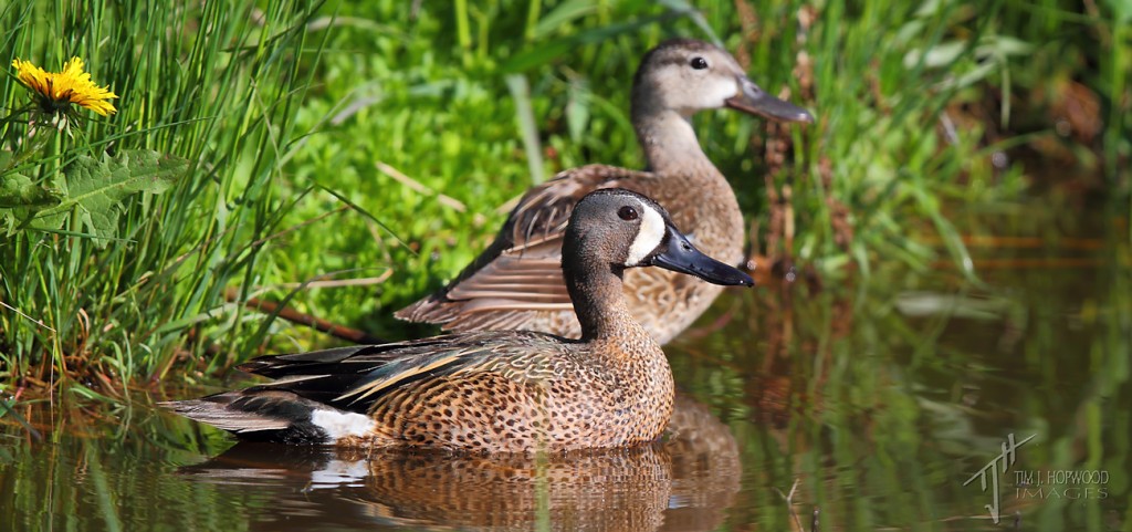 Blue-winged Teals - this slough was right next to the roadside