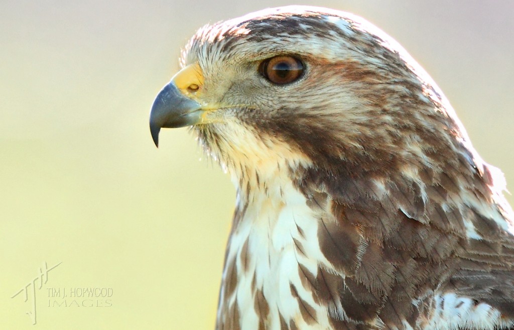 Red-tailed Hawk - an example of a shot taken on the shadow side of the road. Image is dark and colours are muted.