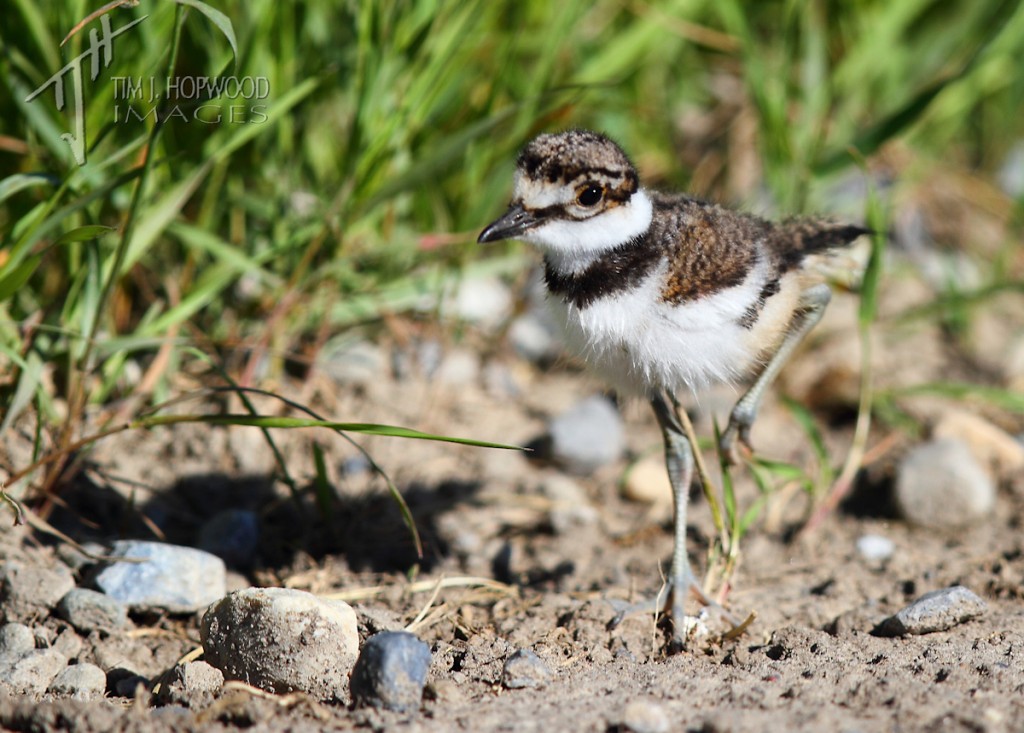 A gorgeous little Killdeer chick on the roadside - by can these guys zip along!
