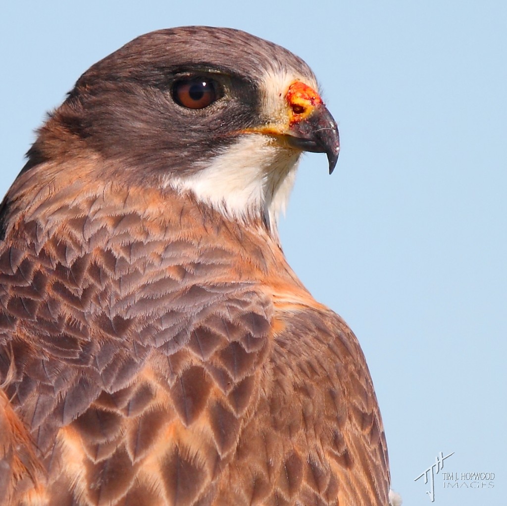 Swainson's Hawk - this time, the light is close to behind me and the image brighter, more colourful and more detailed.