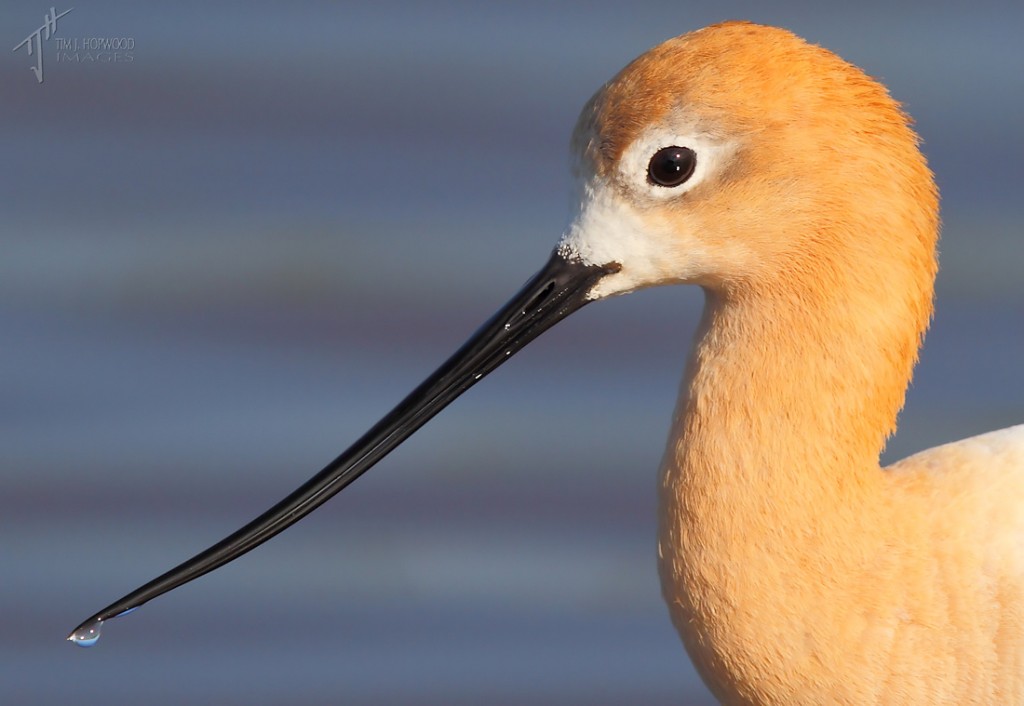 American Avocet - after heavy rains, the roadside slough has spilled over the road allowing some close-up shots.