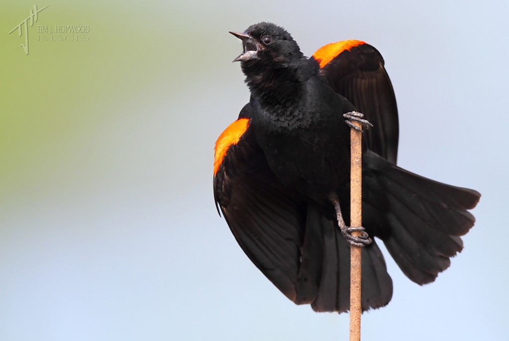 Red-winged Blackbird - these guys are great photo subjects and always pulling great poses