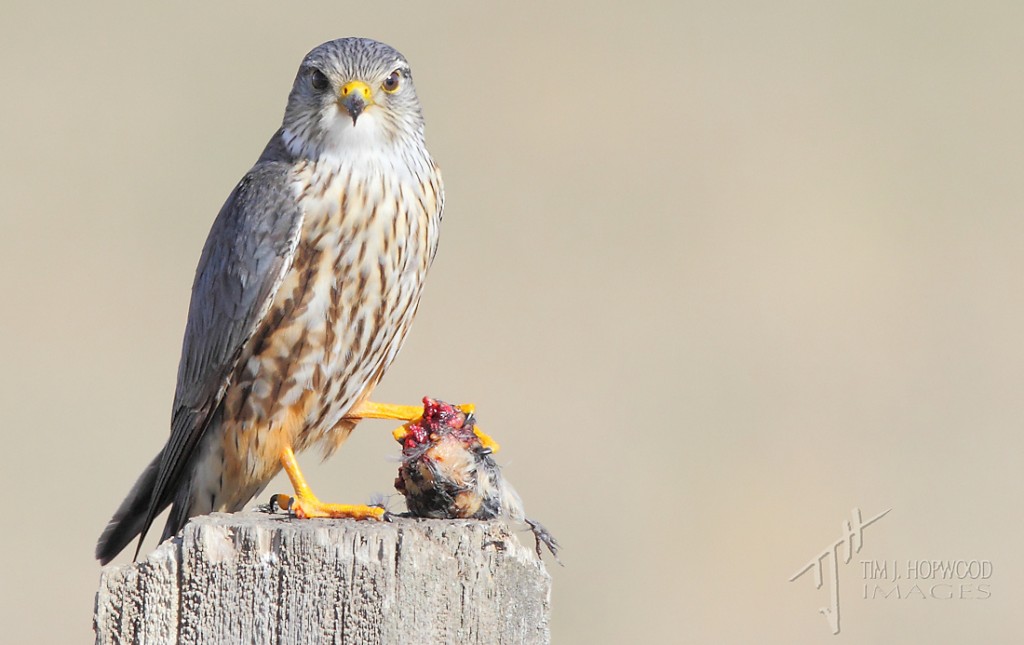 Merlin with prey - I saw this bird from quite a distance and approached very slowly knowing their skittishness.