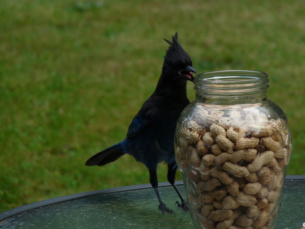 Holy crow! There are a lot of peanuts in there!