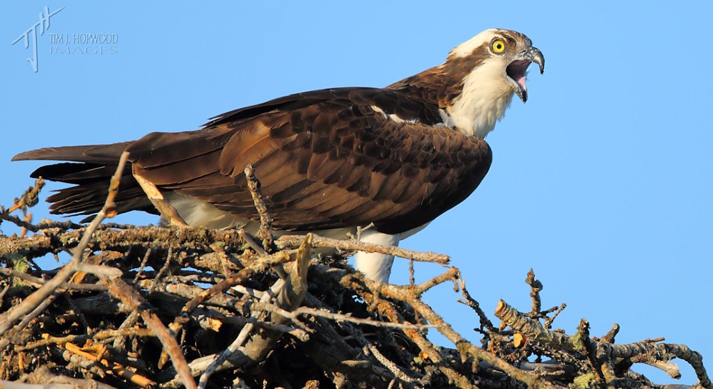 One of the resident Ospreys at Beauvais Lake PP calls to its mate from their nest