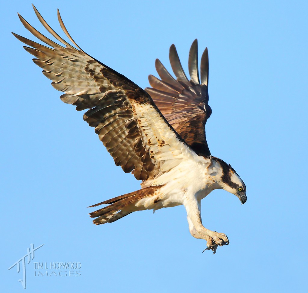 One of the Osprey's bringing a half eaten fish to the nest and the hungry youngsters within it